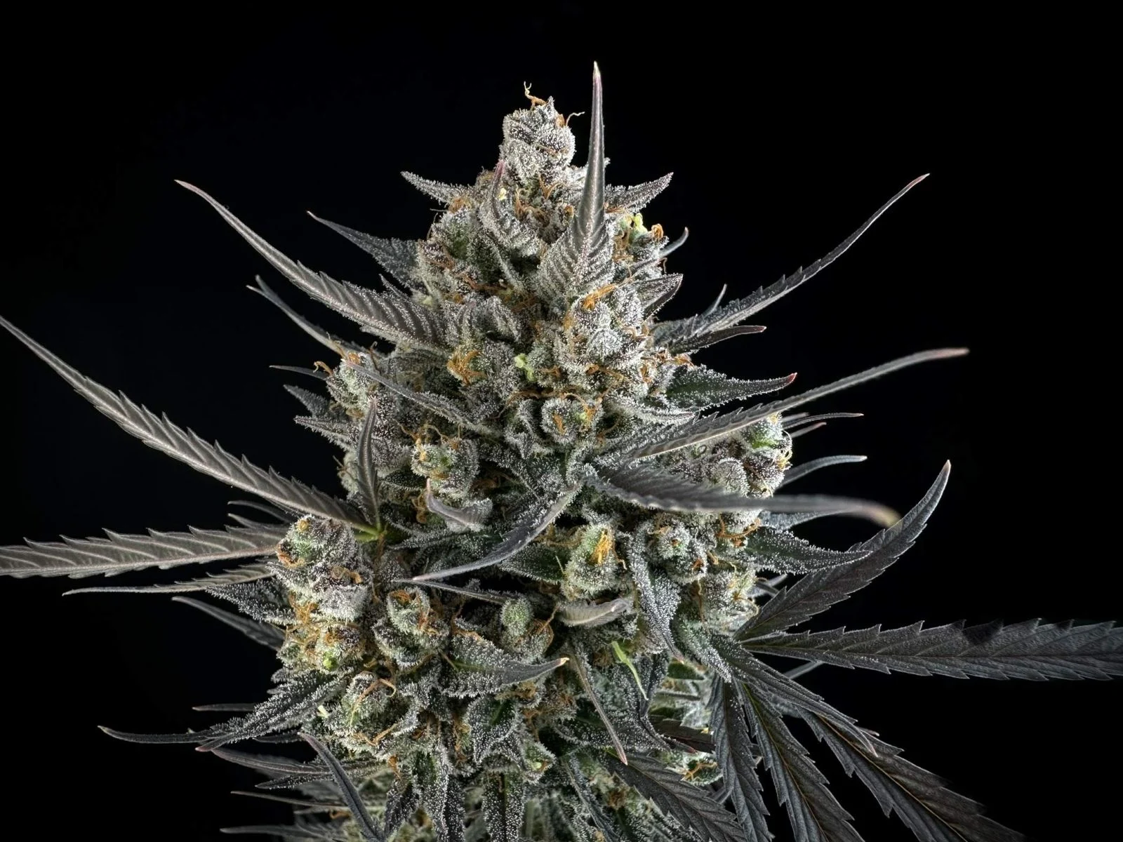 Pound Cake Auto - FastBud420 - immagine 2