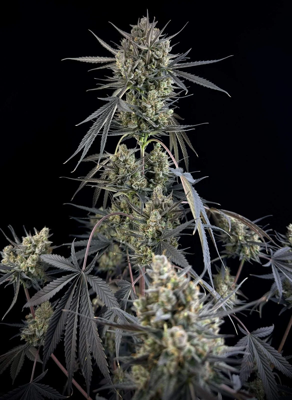Pound Cake Auto - FastBud420 - immagine 4