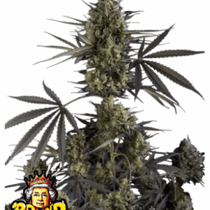 pound cake auto fastbuds