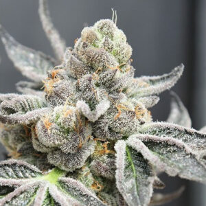 radical juice auto ripper