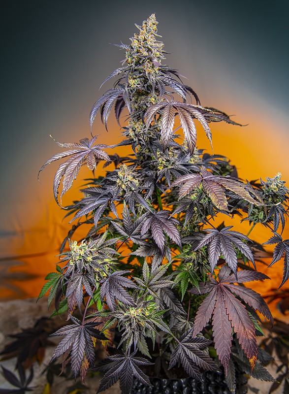 red gorilla girl xl