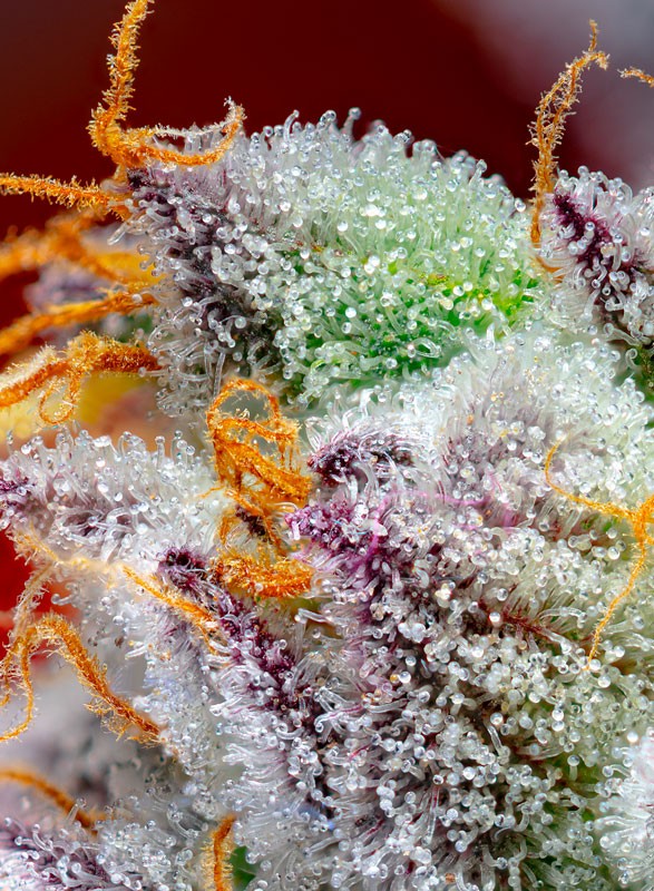 Red Gorilla Girl XL auto - Sweet Seeds - immagine 3