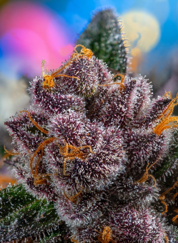 Red Strawberry Banana auto - Sweet Seeds - immagine 3