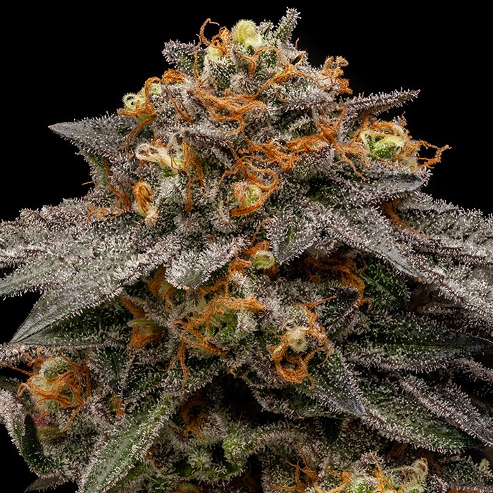 shimo ripper seeds