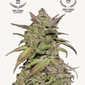 smoothie auto fastbuds