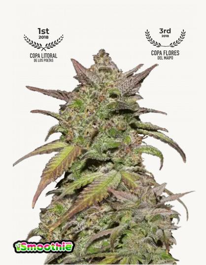 smoothie auto fastbuds