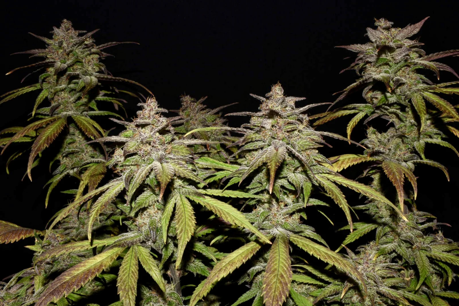 Smoothie Auto - Fastbud420 - immagine 4