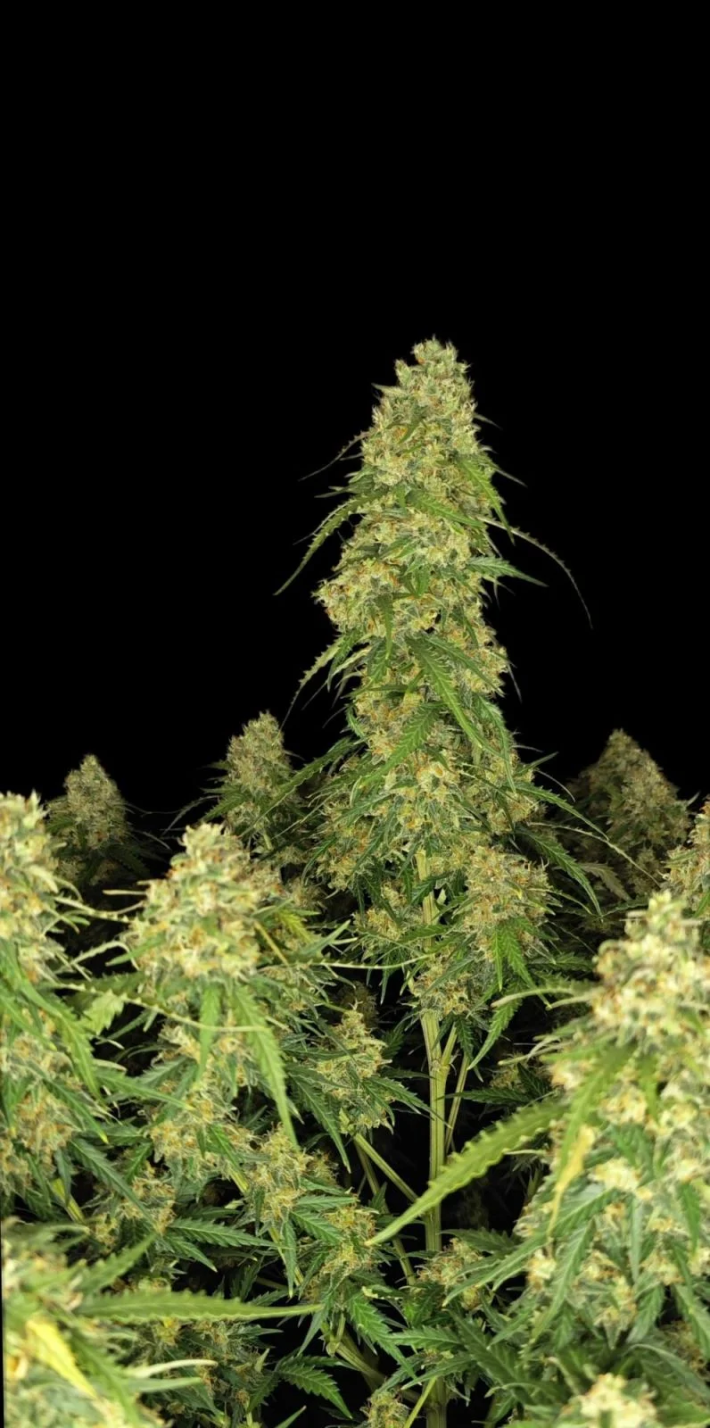 Sour Jealousy Auto - FastBuds - immagine 2