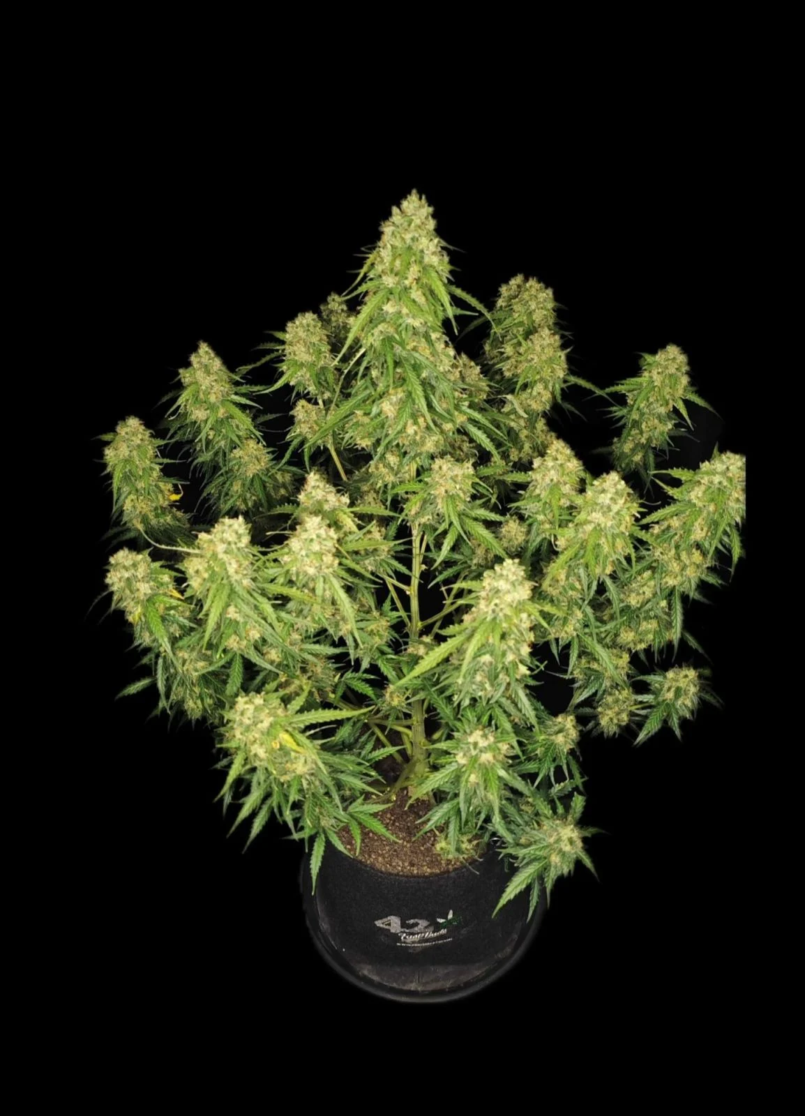 Sour Jealousy Auto - FastBuds - immagine 3