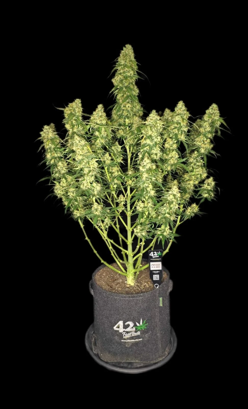 Sour Jealousy Auto - FastBuds - immagine 4