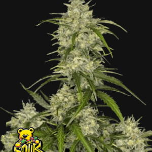 sour jealousy auto