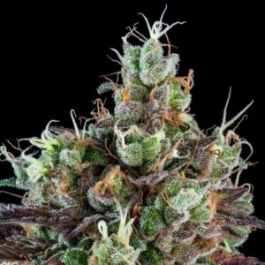 sour ripper auto