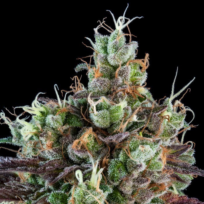 sour ripper auto