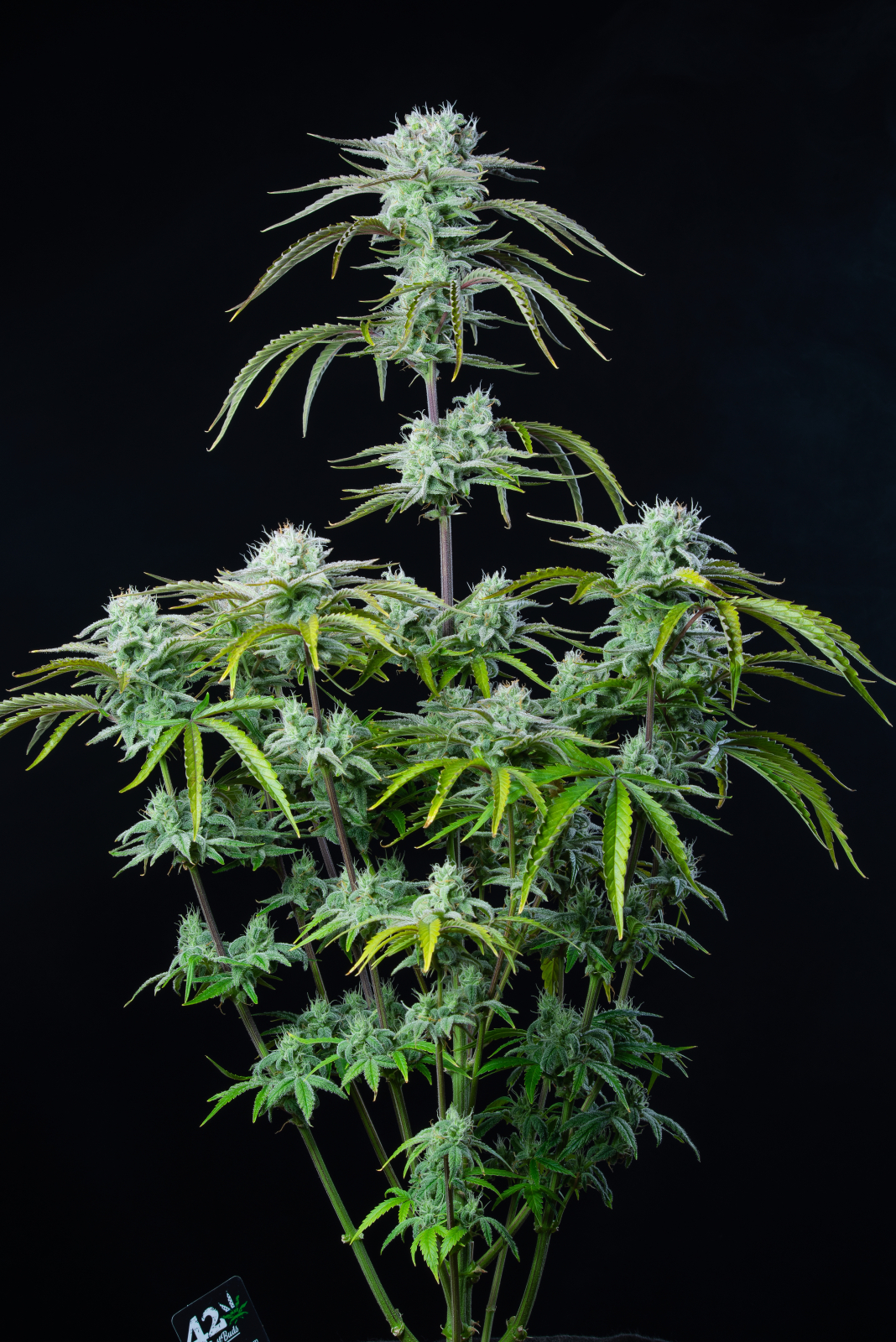Strawberry Banana Auto - FastBud420 - immagine 2
