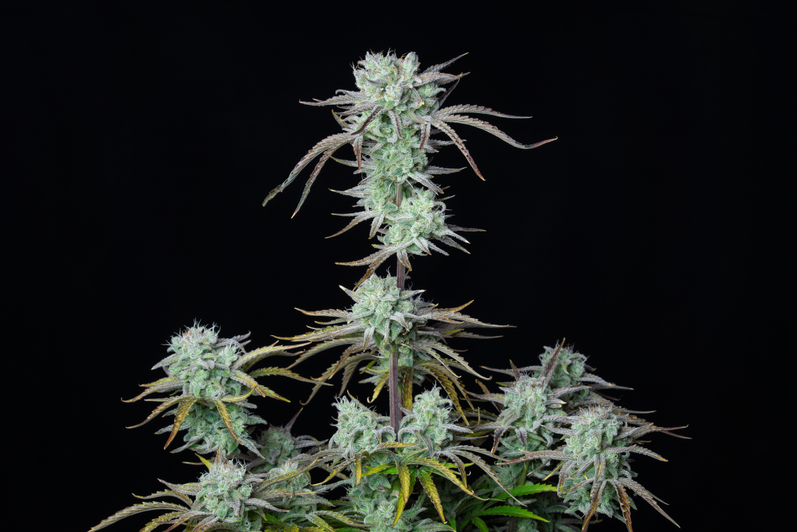 Strawberry Banana Auto - FastBud420 - immagine 3