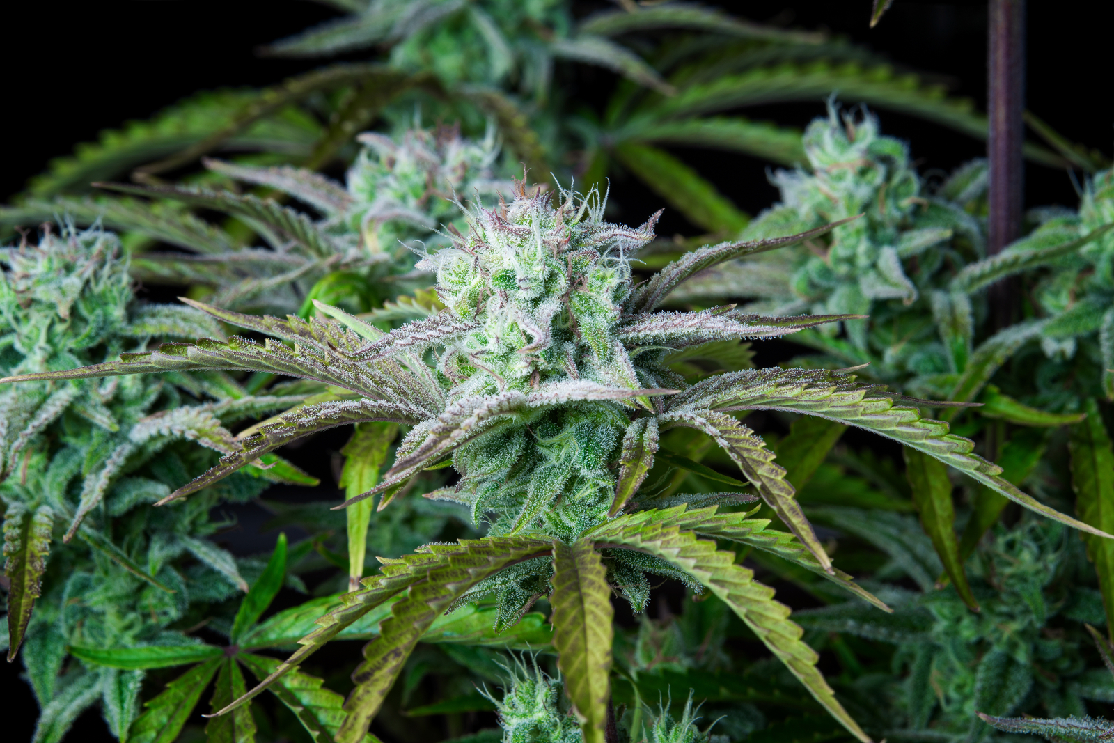 Strawberry Banana Auto - FastBud420 - immagine 4
