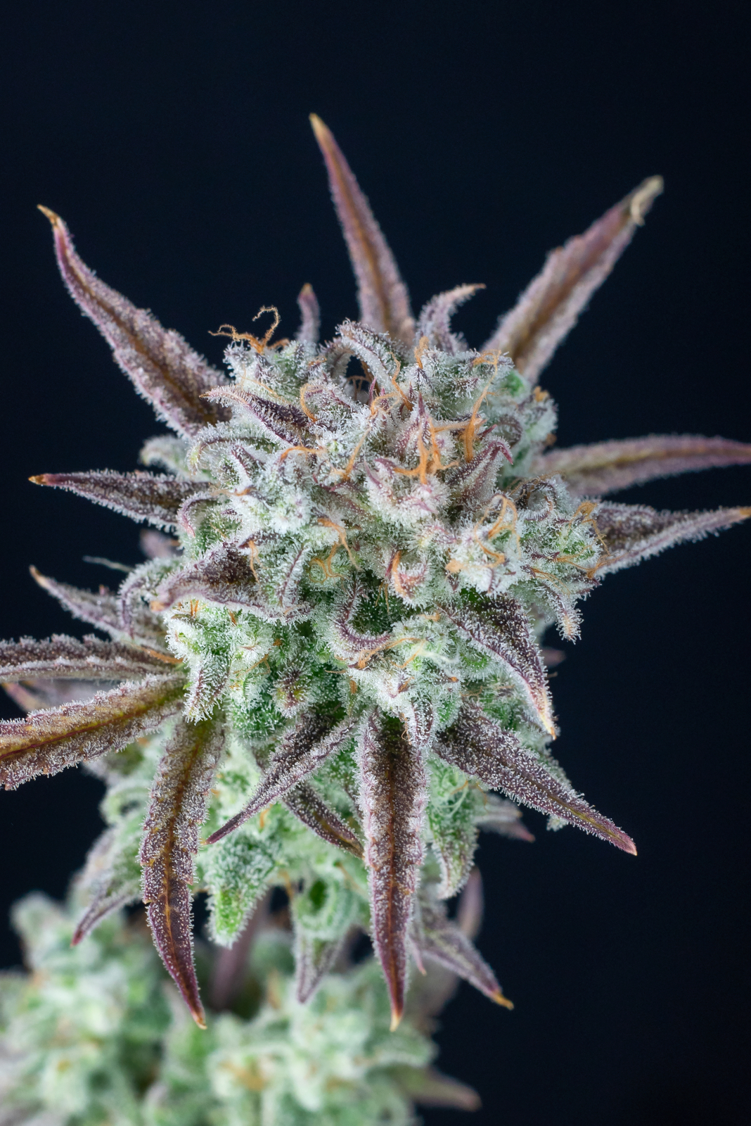 Strawberry Banana Auto - FastBud420 - immagine 5