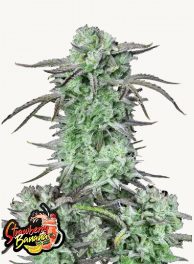 strawberry banana auto fastbuds