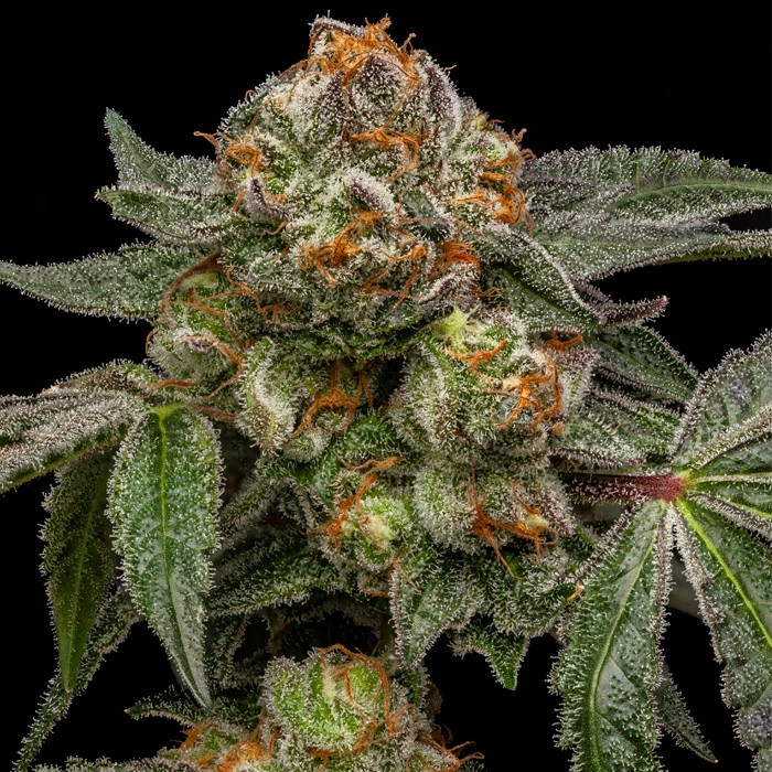 zake ripper seeds
