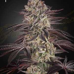biscotti auto green house
