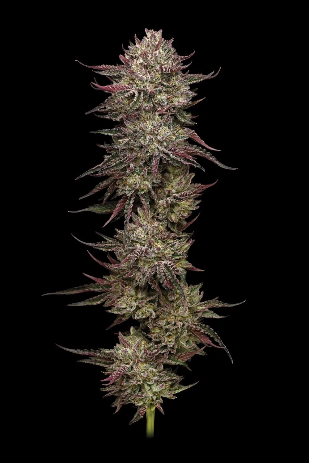 Chicken n’ Wafflez - Humboldt Seed Company - immagine 2