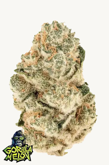 gorilla melon fastbuds