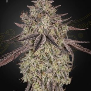 skywalker auto green house