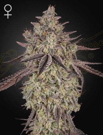 skywalker auto green house