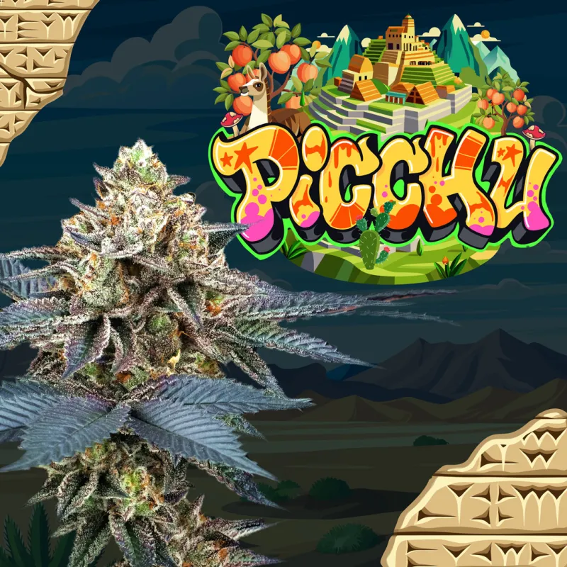 picchu perfect tree