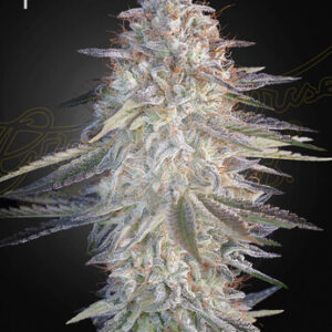 super lemon haze X Pink Candy