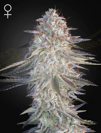 super lemon haze X Pink Candy