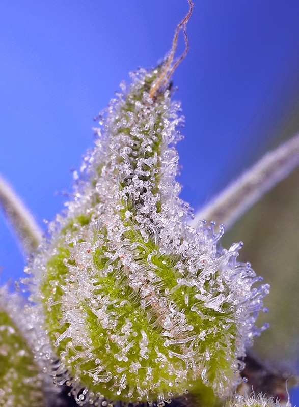 Permanent Jealousy XL Auto - Sweet Seeds - immagine 2