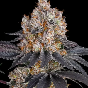 semi gelato barney's farm