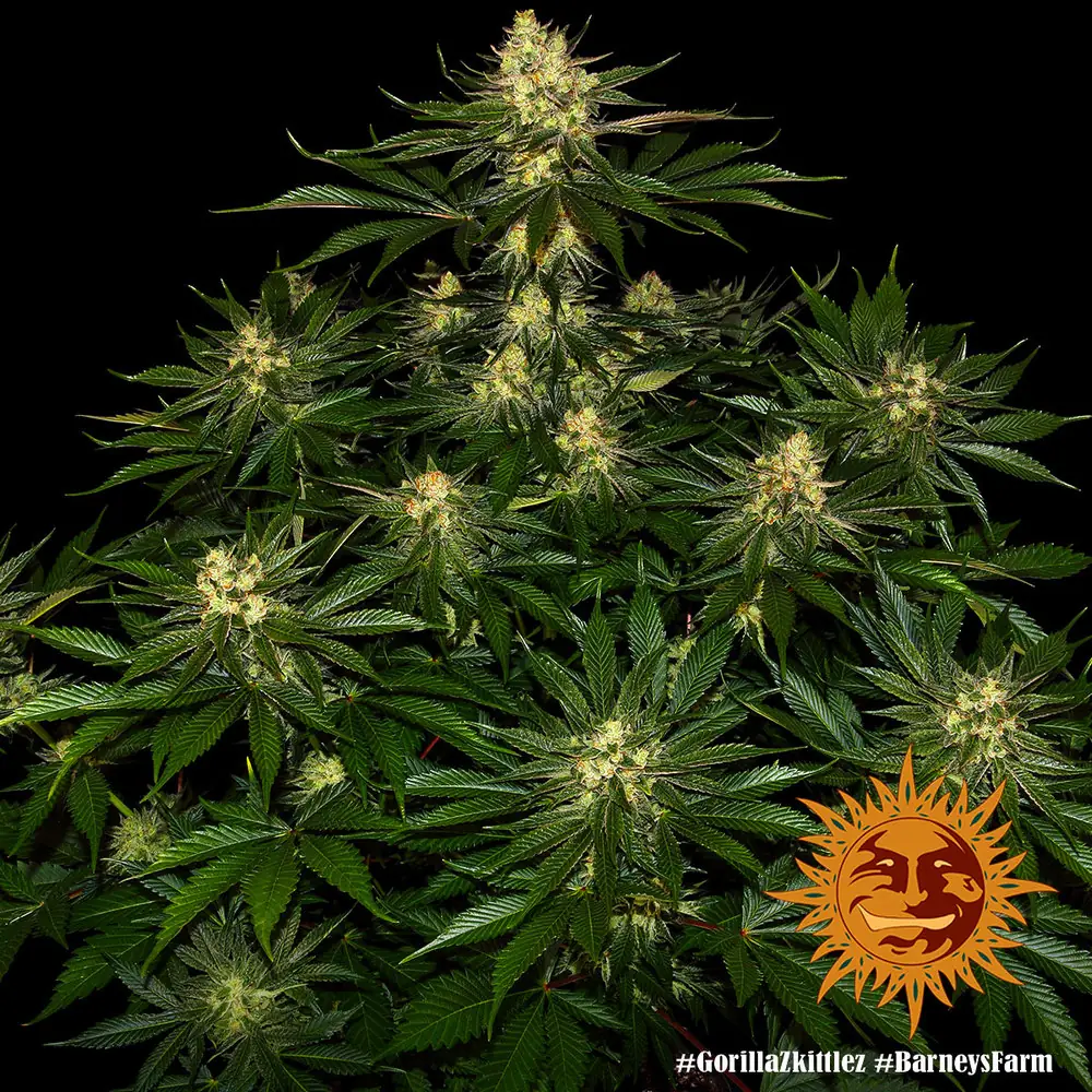 Gorilla Zkittlez – Barney’s Farm - immagine 2
