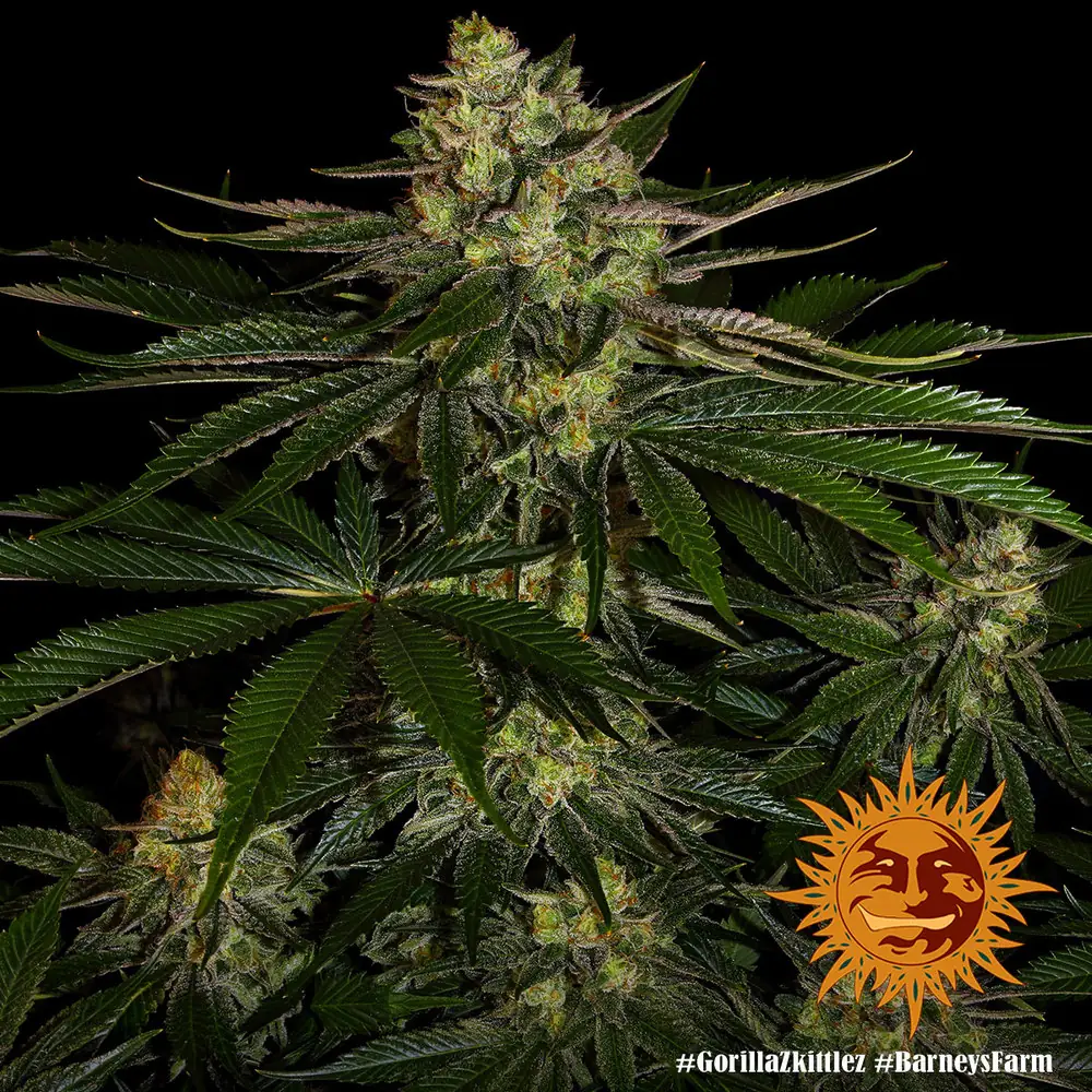 Gorilla Zkittlez – Barney’s Farm - immagine 3