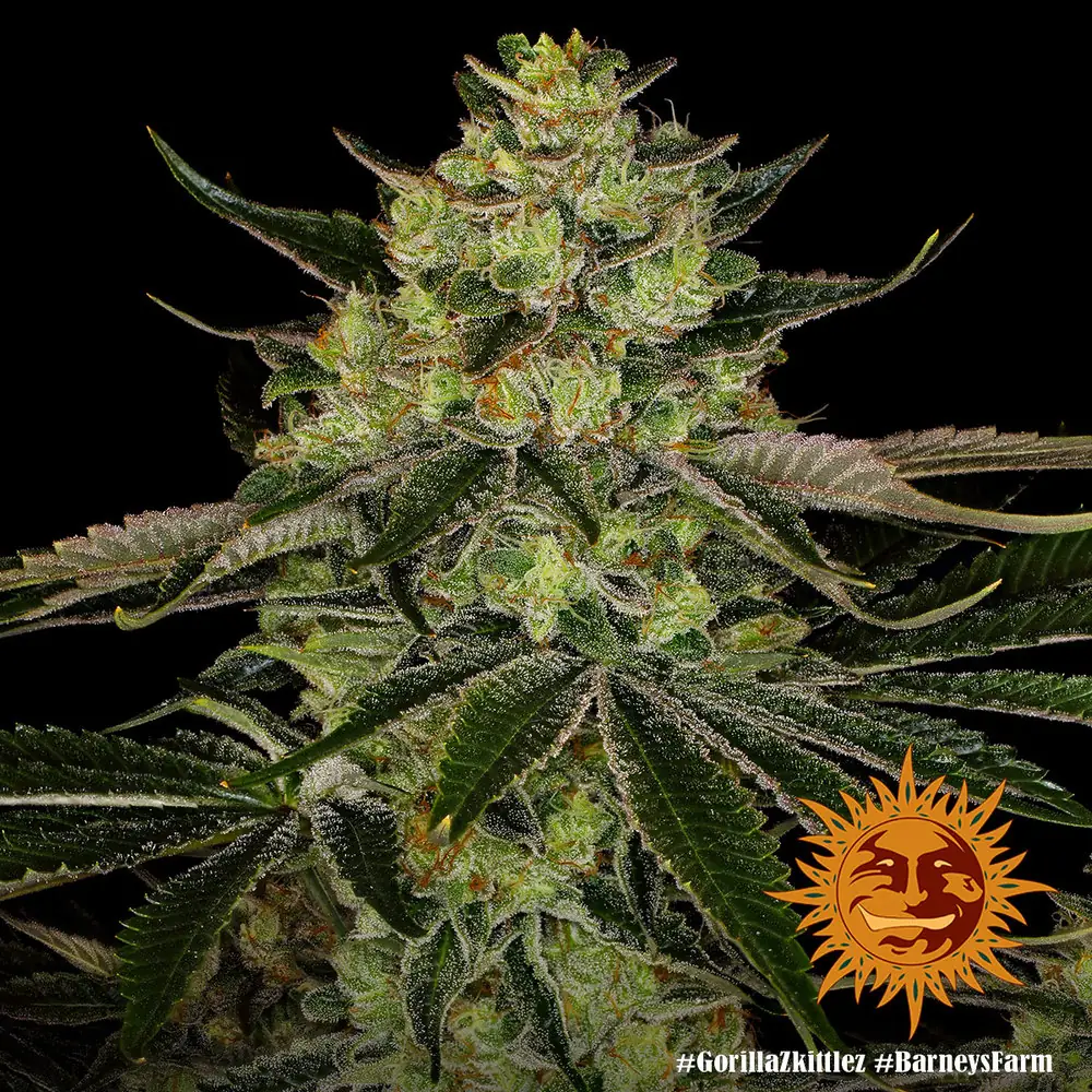 Gorilla Zkittlez – Barney’s Farm - immagine 4