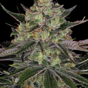 Gorilla Zkittlez Barney’s Farm