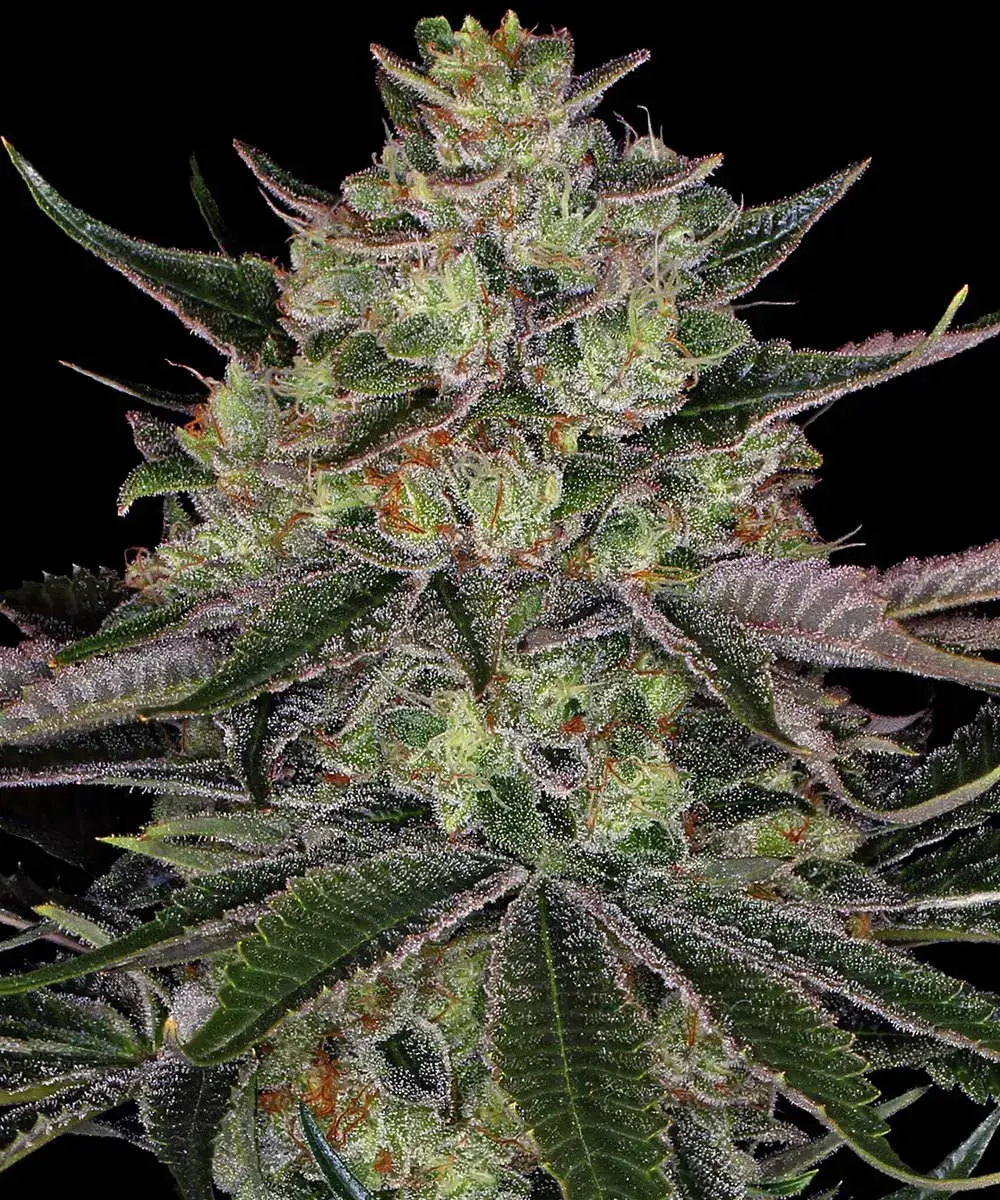 Gorilla Zkittlez Barney’s Farm