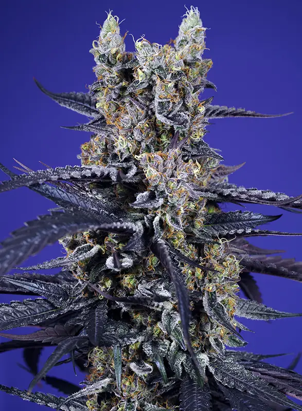 Super Boof XL Auto - Sweet Seeds - immagine 2