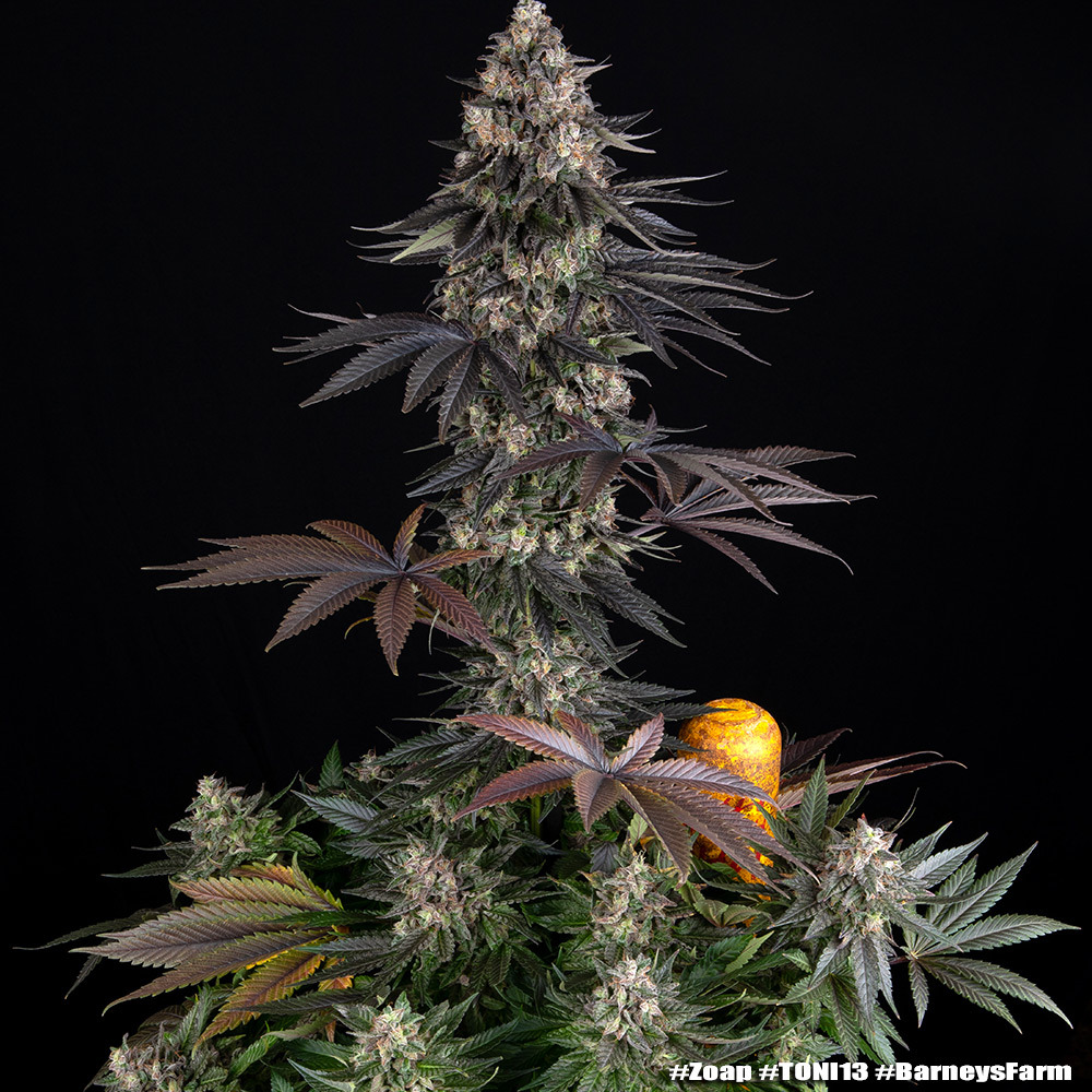 Zoap - Barney's Farm - immagine 2