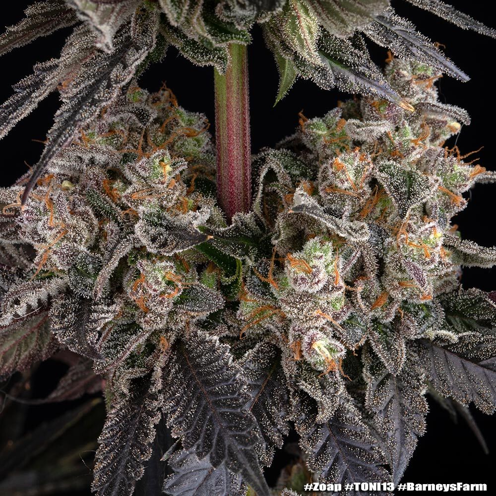 Zoap - Barney's Farm - immagine 3