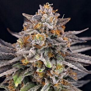 semi candygaz ripper seeds