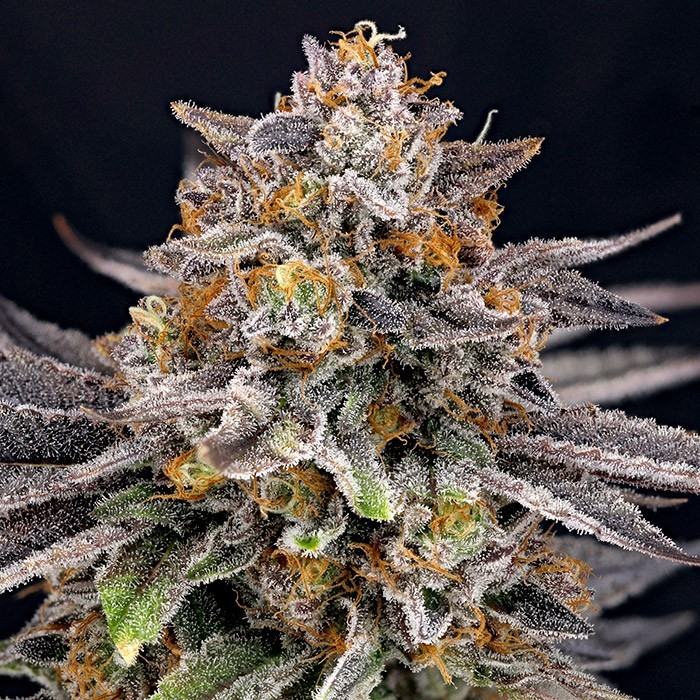 semi candygaz ripper seeds