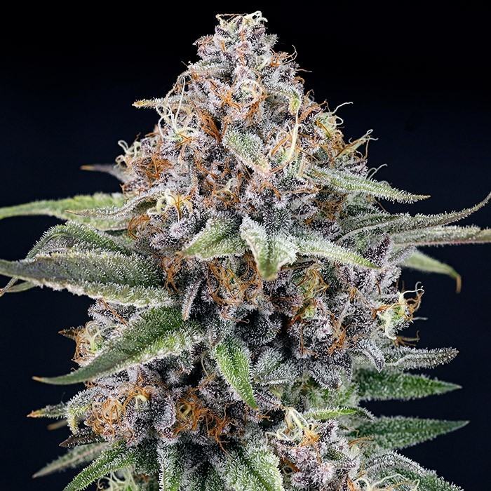 semi EyeBallz ripper seeds