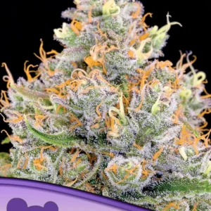 future #1 anesia seeds
