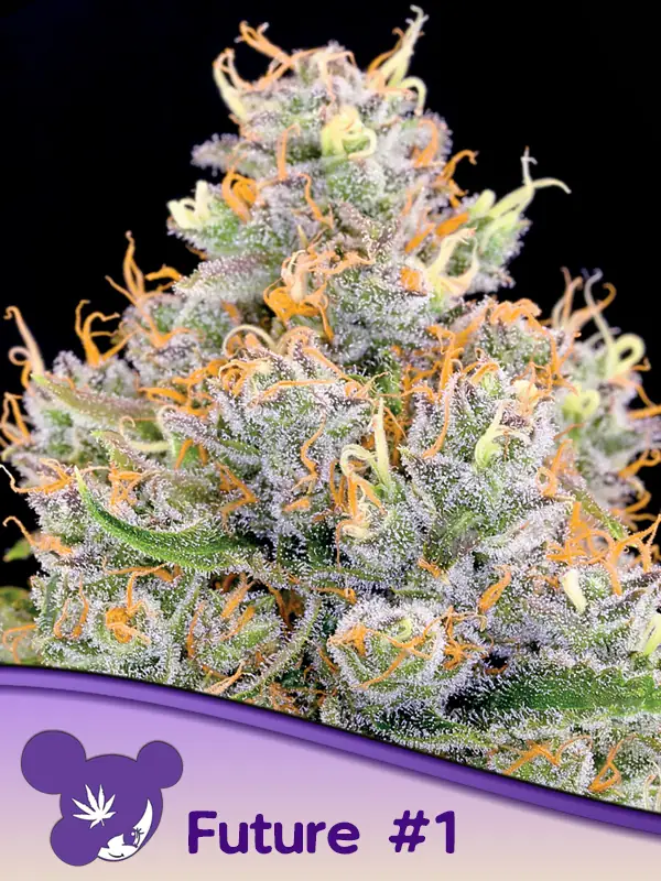 future #1 anesia seeds