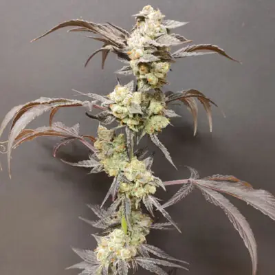 Spritzade - Seeds of Anarchy - immagine 3