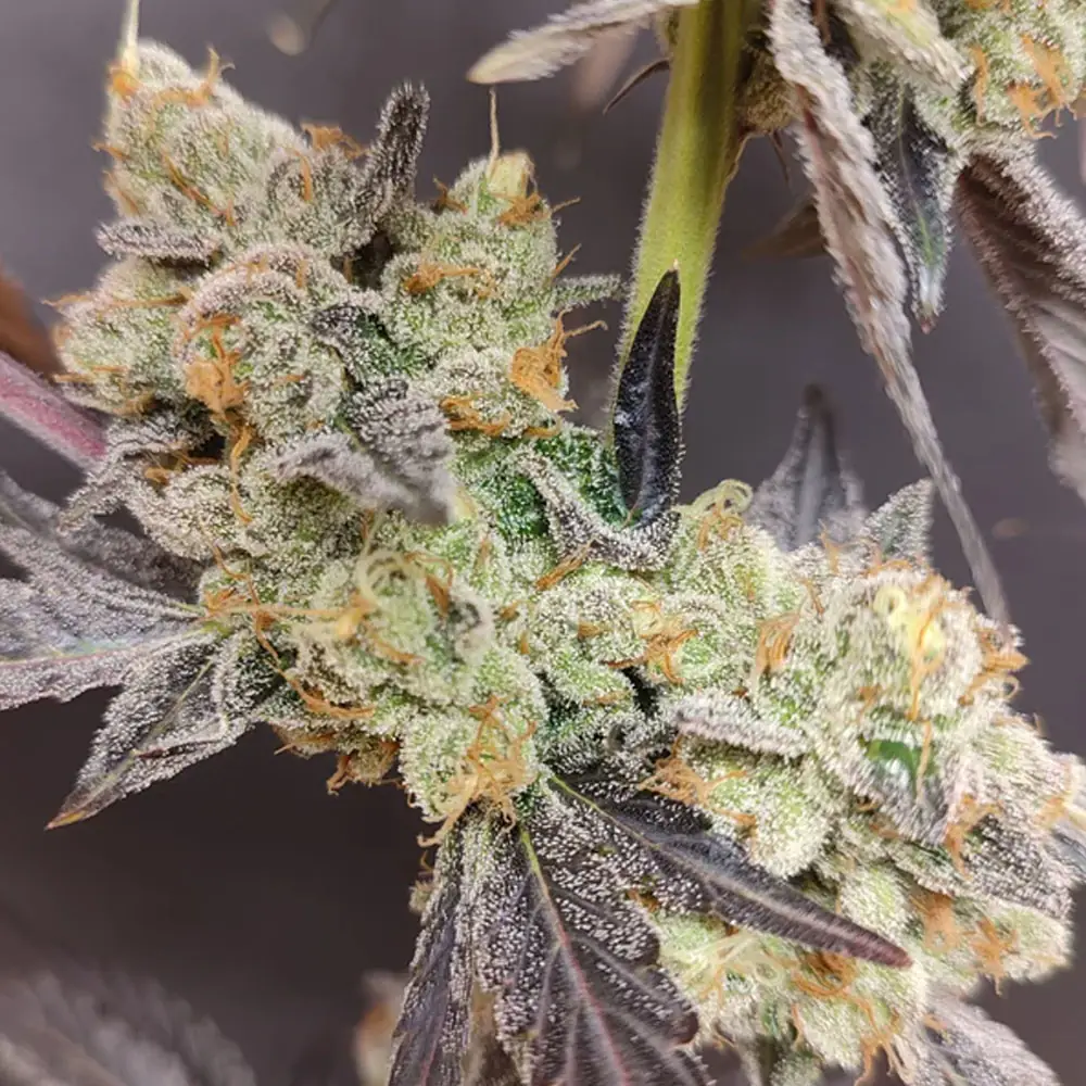 Spritzade - Seeds of Anarchy - immagine 4