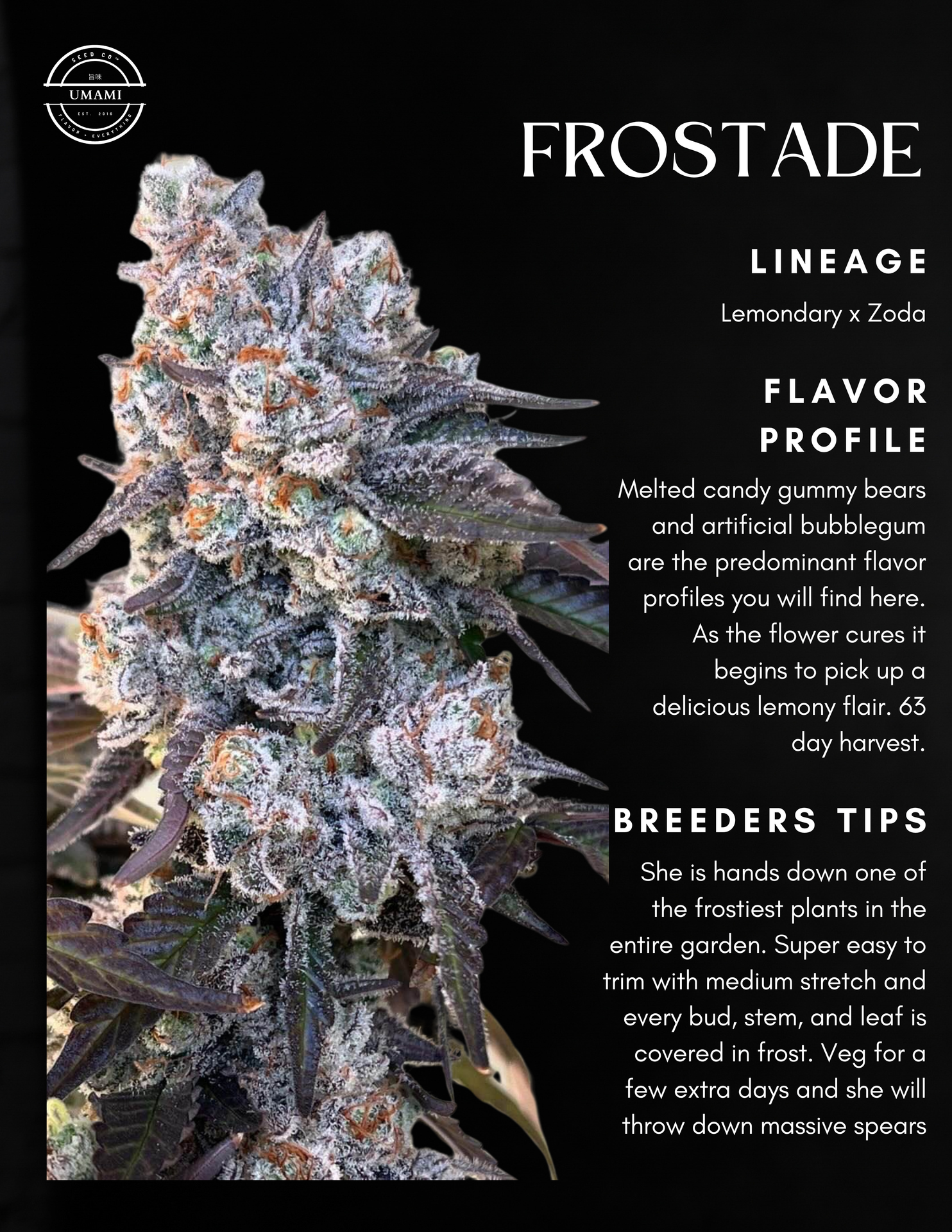Frostade - Umami Seed Co - immagine 3