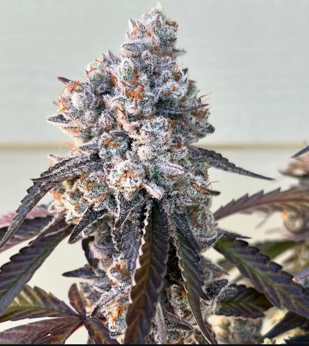 frostade umami seed co